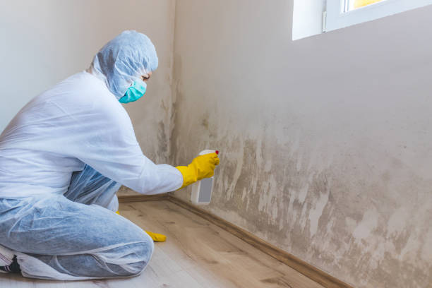 Licensed Mold Remediation service in Medina, WA - WQB Mold Removal